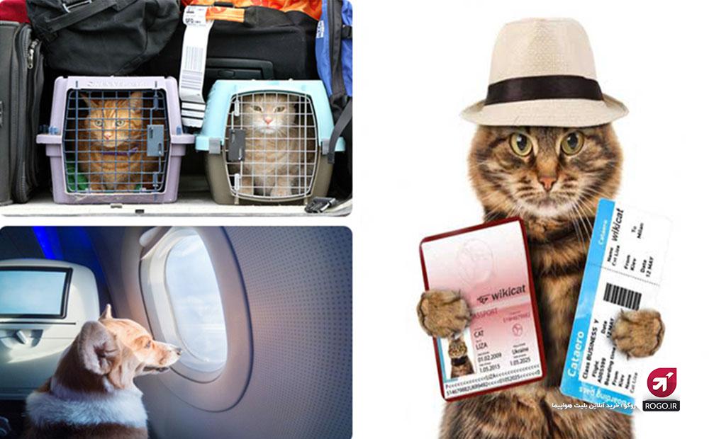 مدارک لازم برای حمل حیوانات خانگی با هواپیما