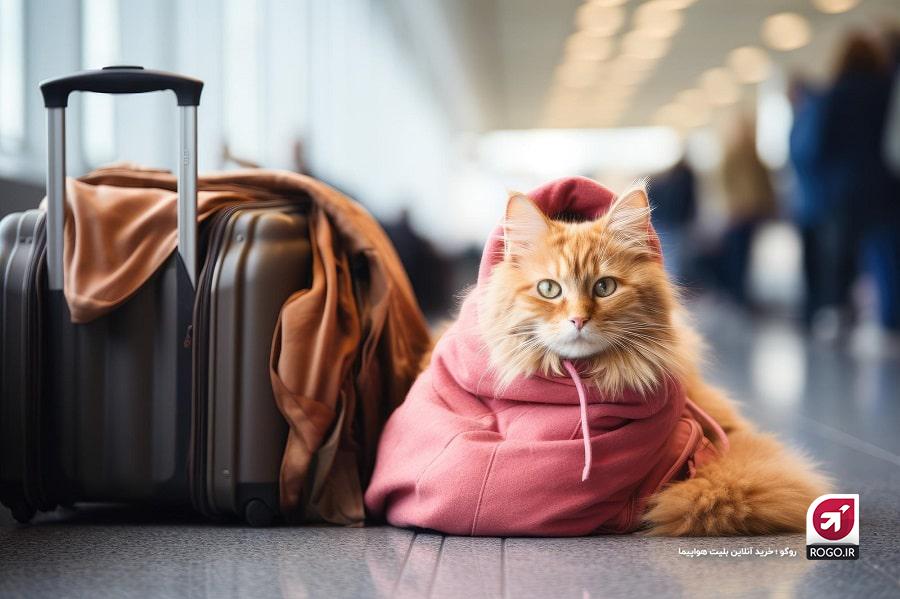بلیط هواپیما برای گربه