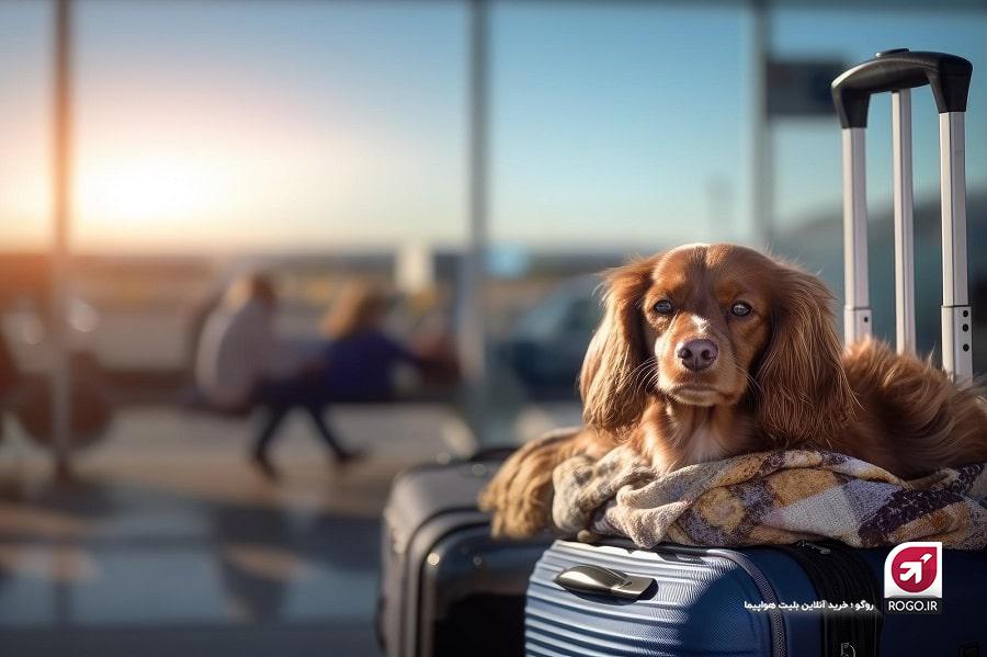 بلیط هواپیما برای سگ