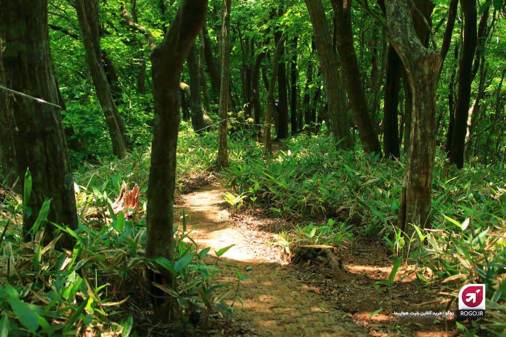 بهترین جنگل مازندران