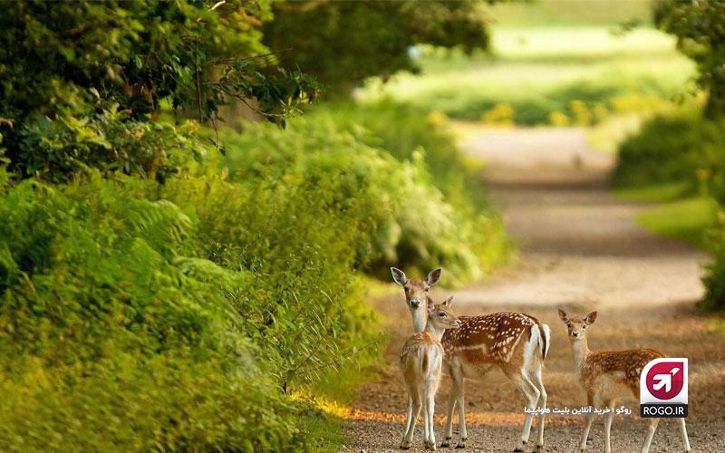 بوستان آهوان
