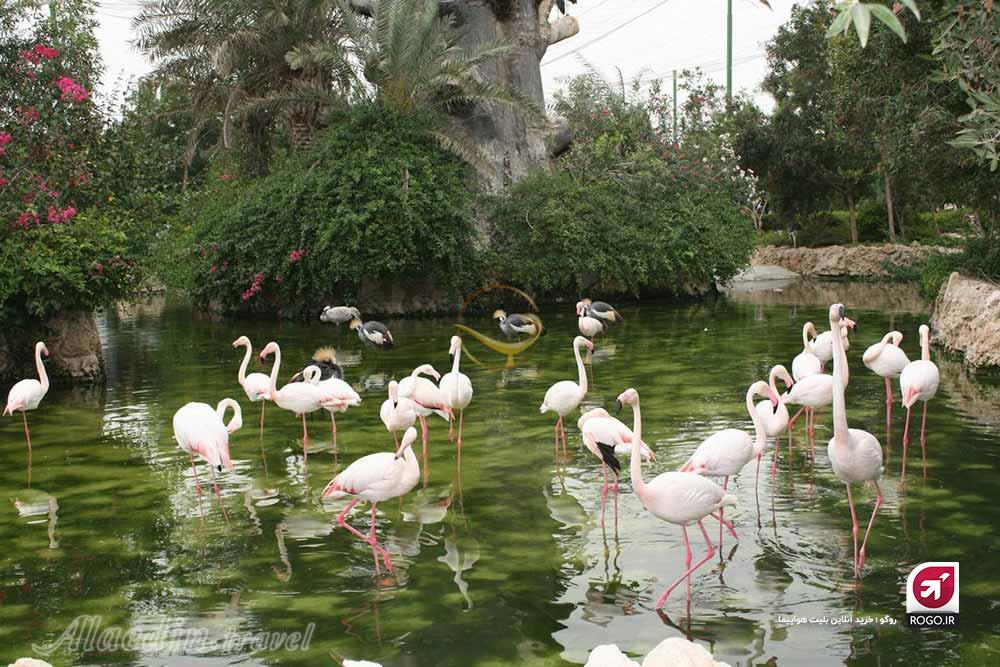 مجموعه دلفیناریوم کیش باغ پرندگان