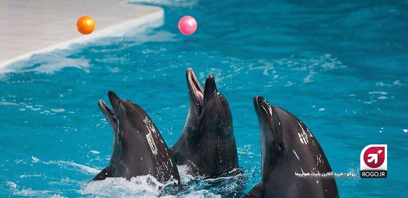 مجموعه دلفیناریوم